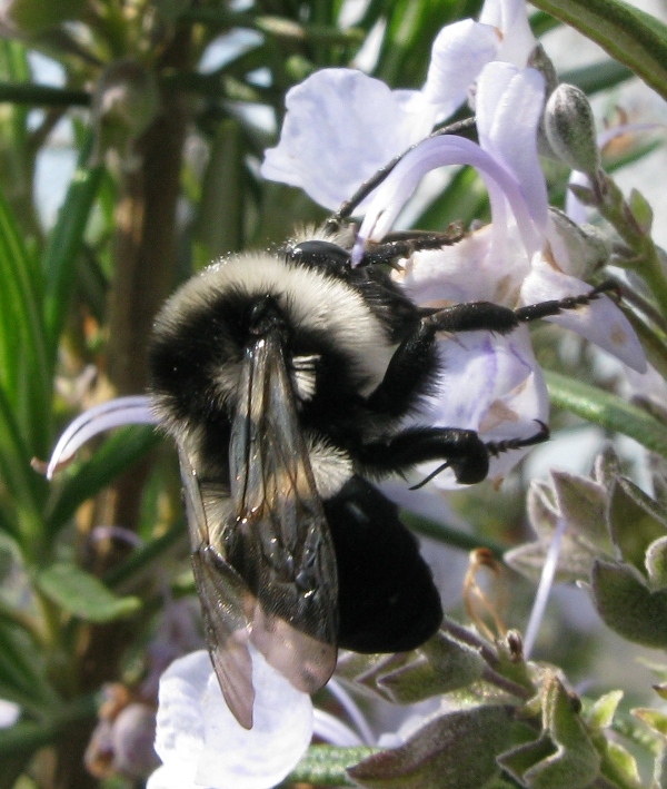 ancora Melecta luctuosa